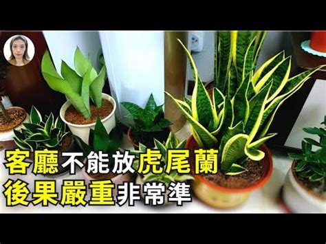 虎尾蘭辦公室風水|【虎尾蘭風水】虎尾蘭風水：解厄化煞、招財興運擺放。